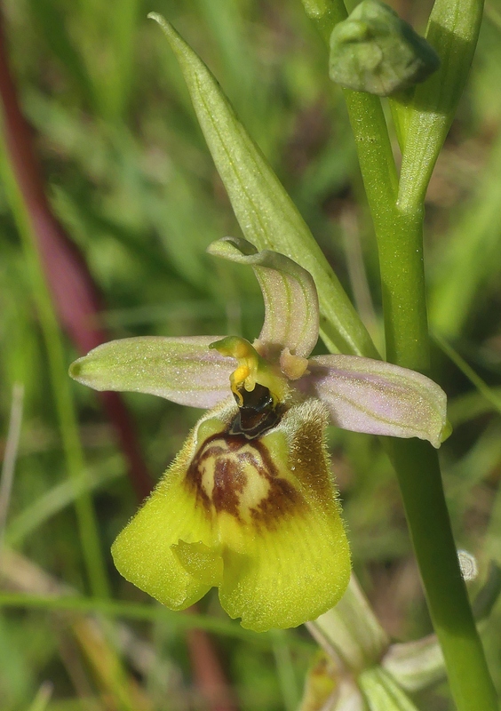 Ophrys lacaitae tra introgressioni e forme ibride  Molise 2023.